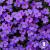 Aubrieta purple.jpg
